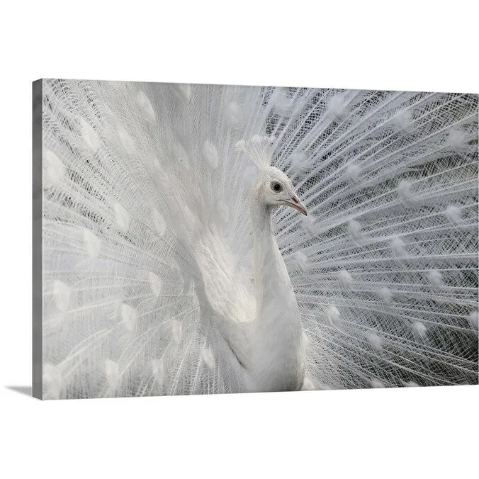 "As White As Snow" Canvas Wall Art